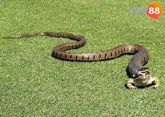 Ý nghĩa phong thủy của loài rắn là gì?